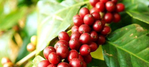 What is organic coffee?