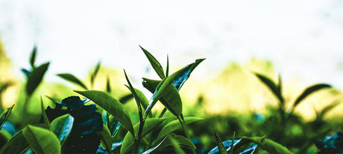 Health Benefits of Green Tea?