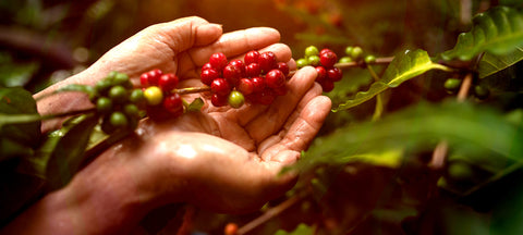 Want to know about Arabica Coffee Bean?